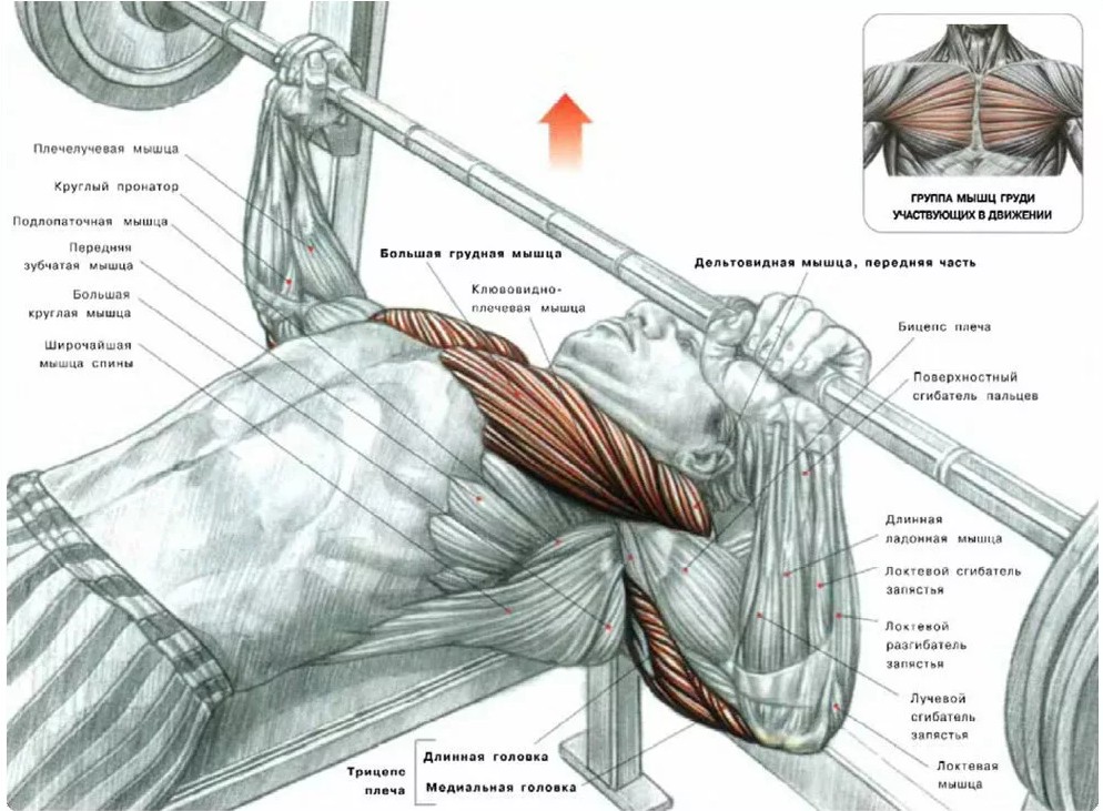 Как накачать большую грудную мышцу