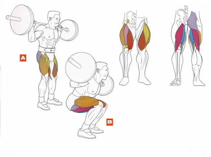 Как увеличить мышцы ног