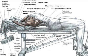 Как правильно качать спину?