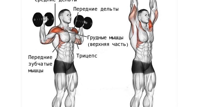 Жим гантелей стоя