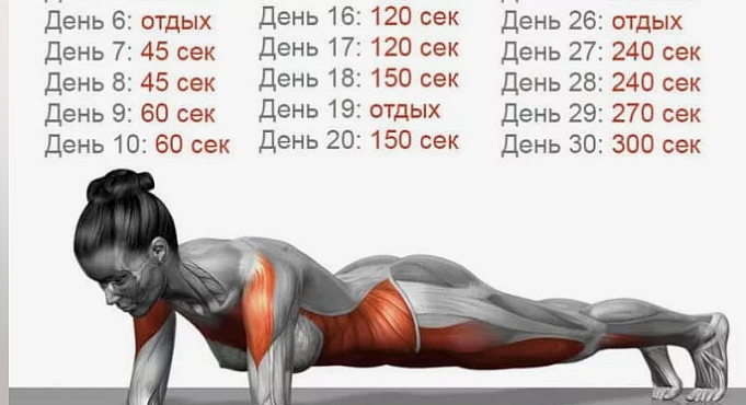 Сколько раз в день качать пресс
