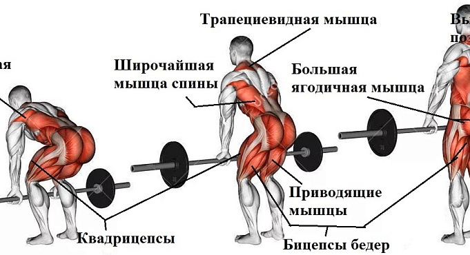 Становая тяга: какие мышцы работают?