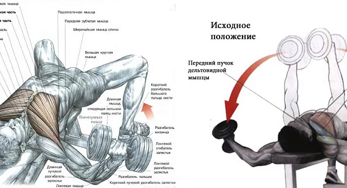 Как накачать грудные мышцы?