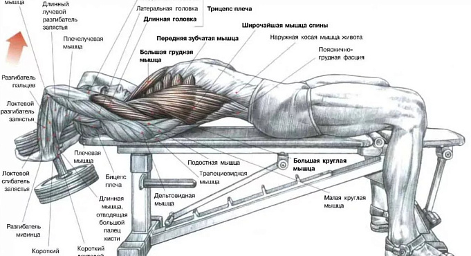 Как правильно качать спину?