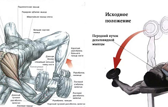 Как накачать грудные мышцы?